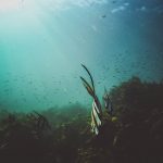 Scientific Study of Organisms in The Ocean