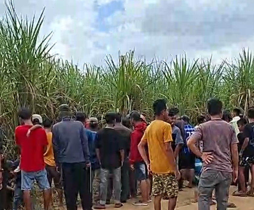 Masyarakat Di Gemparkan Penemuan Mayat Wanita di Kebun Tebu Kecamatan Tanjung Batu Ogan Ilir